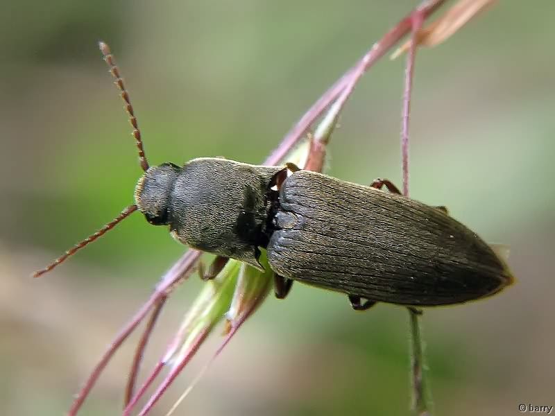 Agriotes gurgistanus (Faldermann, 1835)